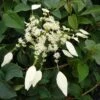 Schizophragma Hydrangeoides Windmills -Promesse De Fleurs Soldes Magasin Schizophragma hydrangeoides Windmills 83534 1