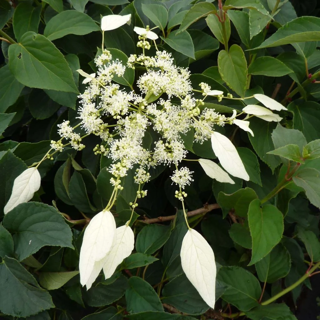 Schizophragma Hydrangeoides Windmills 3 Schizophragma Hydrangeoides Windmills