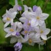 Solanum Jasminoides Bleu - Morelle Faux-jasmin -Promesse De Fleurs Soldes Magasin Solanum jasminoides Bleu 83508 1