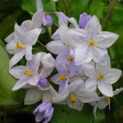 Solanum Jasminoides Bleu - Morelle Faux-jasmin
