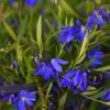 Sollya Heterophylla Ultra Blue -Promesse De Fleurs Soldes Magasin Sollya heterophylla Ultra Blue 15427 1