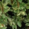 Trachelospermum Jasminoides Variegatum - Jasmin étoilé -Promesse De Fleurs Soldes Magasin Trachelospermum jasminoides Variegatum 83642 1