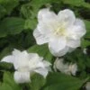 Trillium Grandiflorum Flore Pleno - Trille Blanc à Fleurs Doubles -Promesse De Fleurs Soldes Magasin Trillium grandiflorum Flore Pleno ld 5017 2