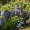 Glycine Du Japon - Wisteria Floribunda -Promesse De Fleurs Soldes Magasin Wisteria floribunda 882405 1 2