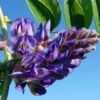 Glycine - Wisteria Frutescens Longwood Purple -Promesse De Fleurs Soldes Magasin Wisteria frutescens Longwood Purple 845911 1