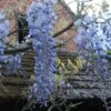 Glycine Blue Moon - Wisteria Frutescens Var. Macrostachya 2 Glycine Blue Moon - Wisteria Frutescens Var. Macrostachya -Promesse De Fleurs Soldes Magasin Wisteria macrostachya Blue Moon 88235 1