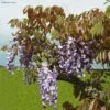 Glycine De Chine Blue Line - Wisteria Sinensis 1 Glycine De Chine Blue Line - Wisteria Sinensis -Promesse De Fleurs Soldes Magasin Wisteria sinensis Blue line IF 17373 1