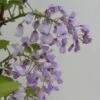 Glycine Gracieuse - Wisteria Venusta (brachybotrys) Okayama -Promesse De Fleurs Soldes Magasin Wisteria venusta Okayama 681467 1