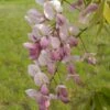 Wisteria Venusta Rosea - Glycine Du Japon 2 Wisteria Venusta Rosea - Glycine Du Japon -Promesse De Fleurs Soldes Magasin Wisteria venusta Rosea 82452 1
