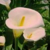 Zantedeschia Aethiopica Pink Mist - Arum D'Ethiopie Rose Pâle. -Promesse De Fleurs Soldes Magasin Zantedeschia Pink Misty 6930 1