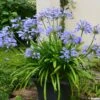 Agapanthe Pitchoune Blue 2 Agapanthe Pitchoune Blue -Promesse De Fleurs Soldes Magasin agapanthus pitchoune blue 0524 1