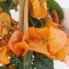 Bougainvillier Spectabilis Orange -Promesse De Fleurs Soldes Magasin bougainvillee spectabilis orange 87007 3