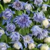Clématite - Clematis Alpina Ocean Pearl -Promesse De Fleurs Soldes Magasin clematis alpina ocean pearl 85631 1