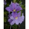 Clématite - Clematis Beata -Promesse De Fleurs Soldes Magasin clematis beata grimpantes 87813 1