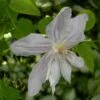 Clématite - Clematis Jackmanii Alba -Promesse De Fleurs Soldes Magasin clematis jackmanii alba 81380 1