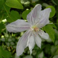 Clématite - Clematis Jackmanii Alba
