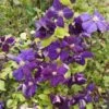 Clématite - Clematis Jackmanii Superba 2 Clématite - Clematis Jackmanii Superba -Promesse De Fleurs Soldes Magasin clematis jackmanii superba 82395 2