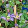 Clématite - Clematis Exciting -Promesse De Fleurs Soldes Magasin clematis patens exciting 681510 2