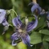 Clématite - Clematis Saphyra Indigo -Promesse De Fleurs Soldes Magasin clematis saphyra indigo 681391 1