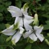 Clématite - Clematis Viticella Alba Luxurians -Promesse De Fleurs Soldes Magasin clematite Alba Luxurians 681493 1
