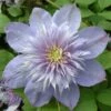 Clématite - Clematis Blue Light -Promesse De Fleurs Soldes Magasin clematite Blue Light 681372 1