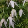 Clématite - Clematis Macropetala Broughton Bride -Promesse De Fleurs Soldes Magasin clematite Broughton Bride 681486 1