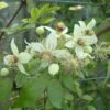 Clématite - Clematis Tangutica Grace -Promesse De Fleurs Soldes Magasin clematite Grace 681490 1