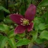 Clématite - Clematis Cirrhosa Lansdowne Gem -Promesse De Fleurs Soldes Magasin clematite cirrhosa lansdown gem 681367 1