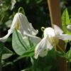 Clématite - Clematis Integrifolia Alba 1 Clématite - Clematis Integrifolia Alba -Promesse De Fleurs Soldes Magasin clematite integrifolia alba 681430 1