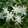 Clématite - Clematis Montana Jacqui -Promesse De Fleurs Soldes Magasin clematite montana jacqui 681487 1