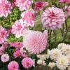 Collection 10 Dahlias Assortis Roses -Promesse De Fleurs Soldes Magasin collection 10 dahlias roses 31447 1