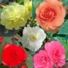 Collection 15 Begonias Grandifloras -Promesse De Fleurs Soldes Magasin collection begonias 51256 1