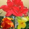 Collection De 3 Cannas -Promesse De Fleurs Soldes Magasin collection cannas 51353 1