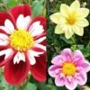 Collection Dahlias Collerette 2 Collection Dahlias Collerette -Promesse De Fleurs Soldes Magasin collection dahlia colerettes 31450 1