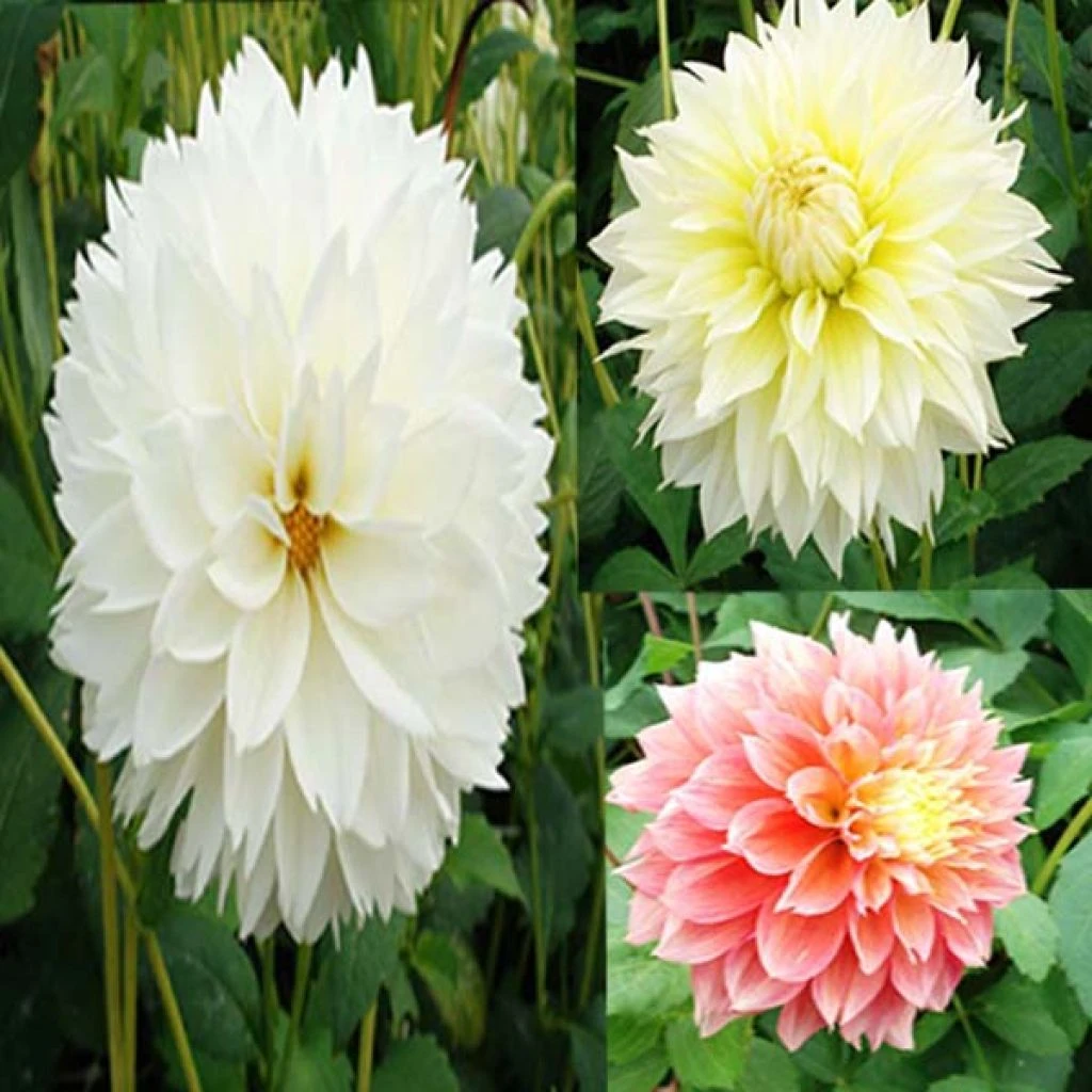 Collection Dahlias Fubuki 3 Collection Dahlias Fubuki