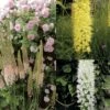 Collection Eremurus -Promesse De Fleurs Soldes Magasin collection eremurus 53574 1