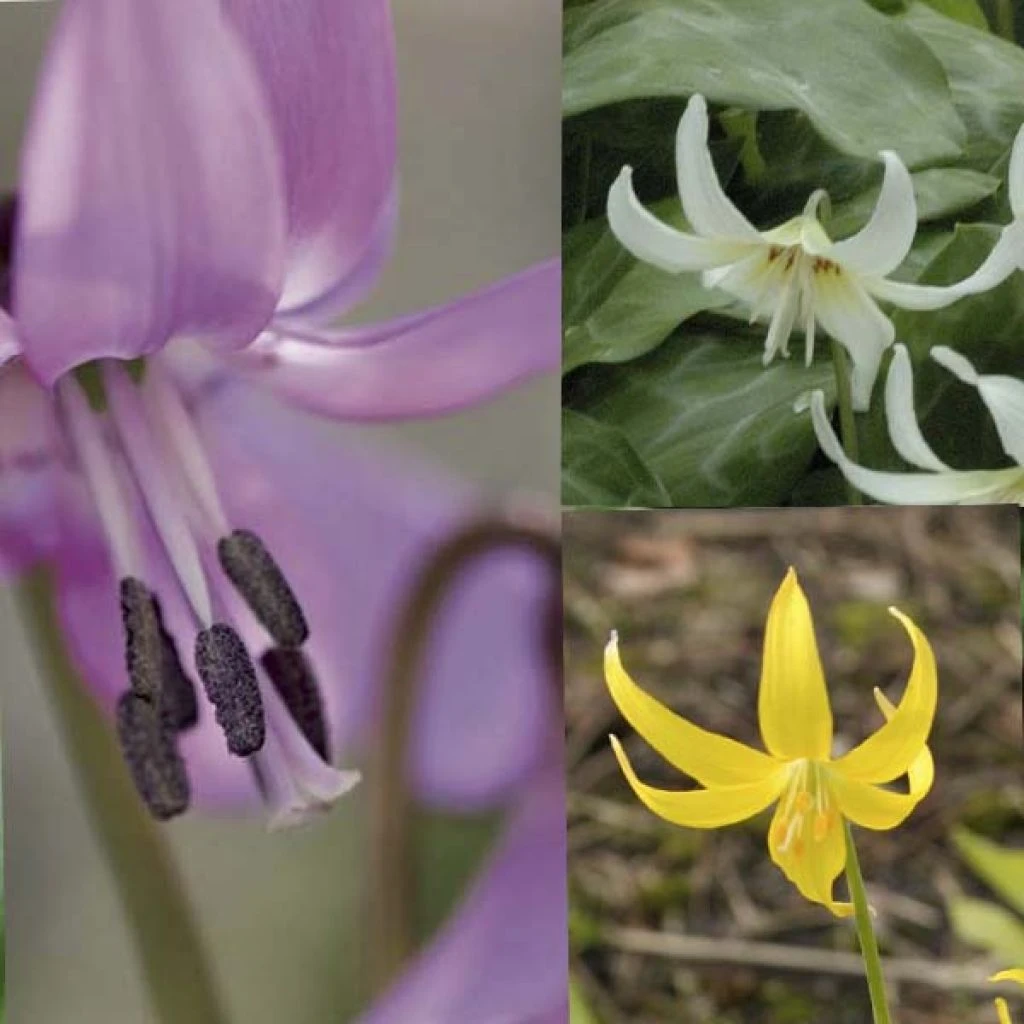 Collection Erythronium 3 Collection Erythronium
