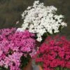 Rhodohypoxis Collection 3 X 3 2 Rhodohypoxis Collection 3 X 3 -Promesse De Fleurs Soldes Magasin collection rhodohypoxis 1142 1