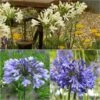 Collection De 3 Agapanthes -Promesse De Fleurs Soldes Magasin collection trois agapanthes 69179 1 1