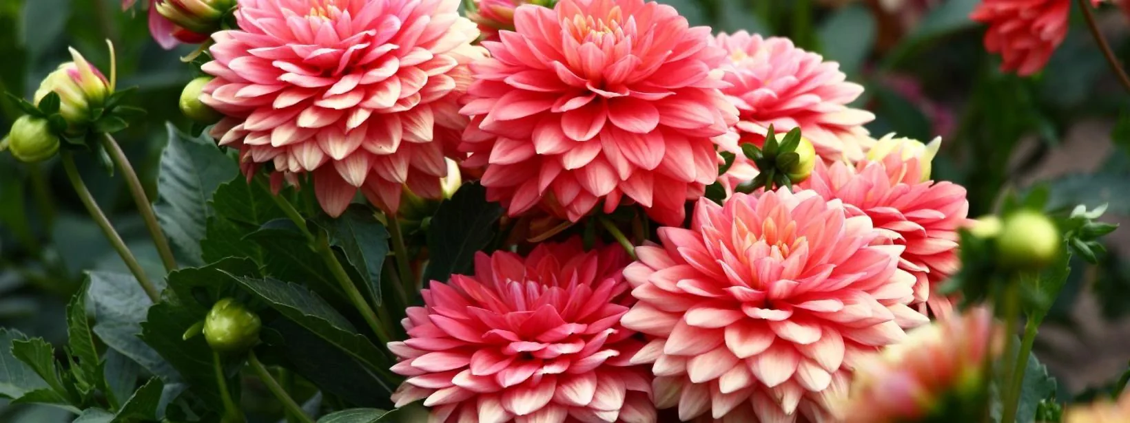 Promesse De Fleurs Soldes Magasin -Promesse De Fleurs Soldes Magasin destock bulbes