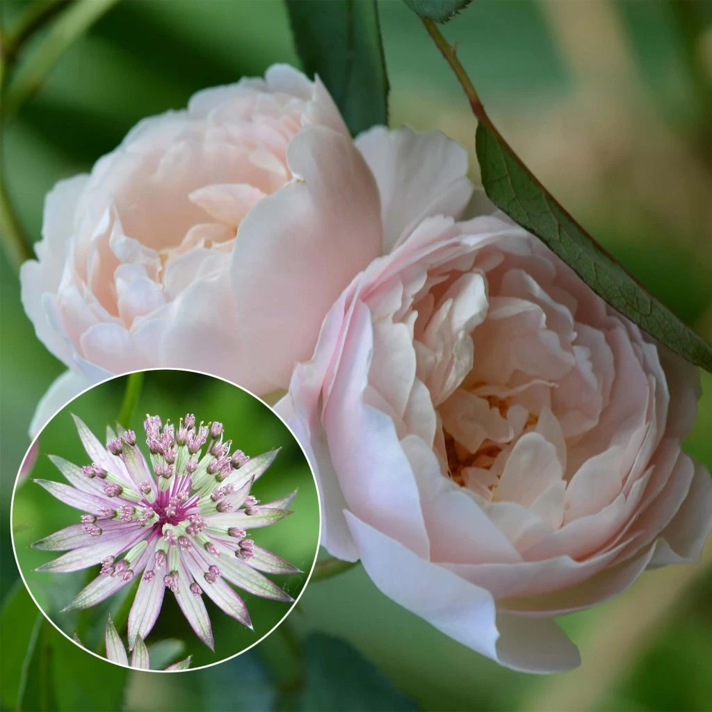 Duo Liaison Fatale 3 Duo Liaison Fatale