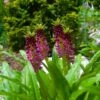 Eucomis Comosa Leia - Eucomide Rose -Promesse De Fleurs Soldes Magasin eucomis comosa leia 86060 p
