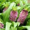 Eucomis Comosa Sparkling Burgundy® - Eucomide Rose à Feuillage Pourpre -Promesse De Fleurs Soldes Magasin eucomis comosa sparkling burgundy eucomide rose feuillage pourpre IF 69261 1