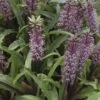 Eucomis Twinkle Stars -Promesse De Fleurs Soldes Magasin eucomis twinckle stars 51306 1