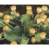 Scadoxus Ou Haemanthus Albiflos -Promesse De Fleurs Soldes Magasin haemanthus.albiflos