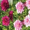 Harmonie Dahlias Tendresse -Promesse De Fleurs Soldes Magasin harmonie tendresse 375 1