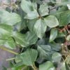 Lierre De Colchide - Hedera Colchica Arborescens (Fall Favorite) -Promesse De Fleurs Soldes Magasin hedera colchica arborescens fall favorite 20cm en pot de3l 86129 1