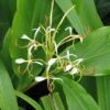 Hedychium Spicatum -Promesse De Fleurs Soldes Magasin hedychium spicatum 6796 1