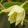Holboellia Latifolia -Promesse De Fleurs Soldes Magasin holboellia latofolia 771571 1