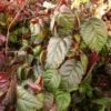Hortensia Grimpant - Hydrangea Petiolaris Winter Surprise -Promesse De Fleurs Soldes Magasin hortensia anomala winter surprise 771568 1